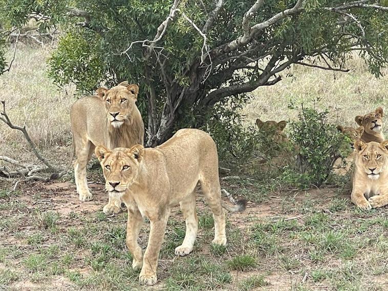 The Wild Olive Tree Camp Hotel Welverdiend  Luaran gambar